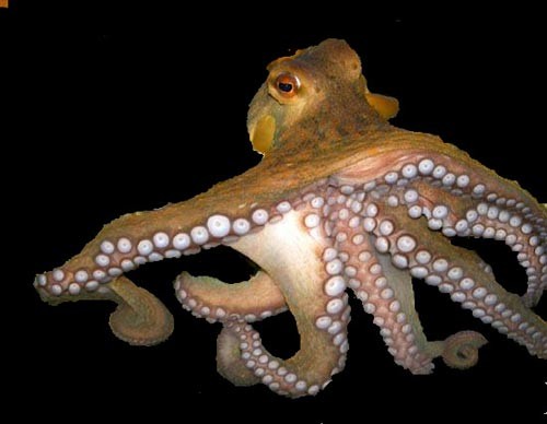 Tại sao bạch tuộc lại là một trong những sinh vật kỳ lạ nhất trong đại dương?