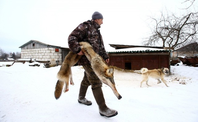 Các loài động vật hoang dã đang phát triển mạnh mẽ sau 30 năm thảm họa nhân Chernobyl