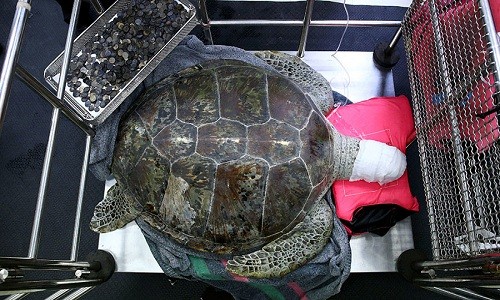 Phẫu thuật khẩn cấp gắp gần 1.000 đồng xu trong bụng rùa Thái Lan