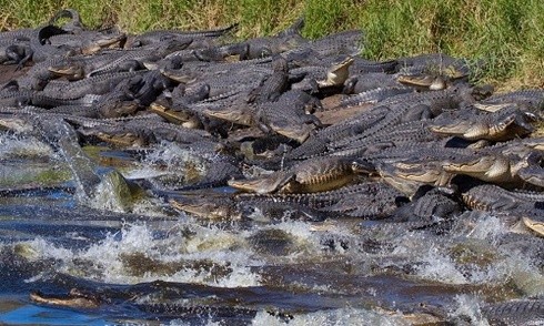 Hàng trăm cá sấu lúc nhúc trong hố tử thần khổng lồ ở Mỹ