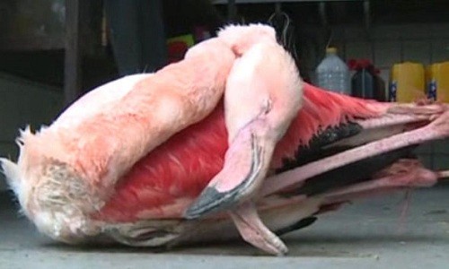 Chim hồng hạc bị 3 nam sinh đánh chết khiến dư luận Séc bàng hoàng