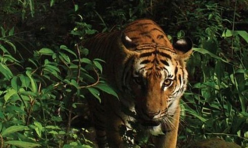 Đàn hổ quý hiếm lần đầu xuất hiện tại Thái Lan
