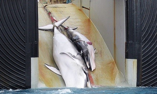 Nhật Bản tàn sát 333 con cá voi lấy thịt