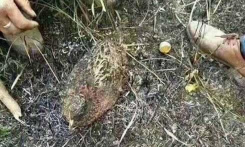Gà rừng mẹ chịu bị thiêu đến chết để bảo vệ ổ trứng