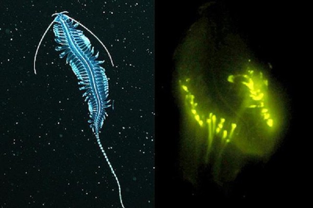 Hầu hết động vật biển sâu đều tự tạo ra ánh sáng