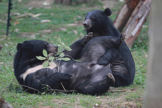 Con gấu "ga lăng" nhất ở Trung tâm cứu hộ Việt Nam 
