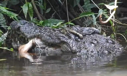 Cá sấu ngấu nghiến ăn thịt hươu trong công viên Thái Lan