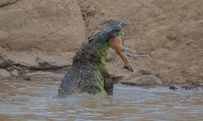 Cá sấu dài 5 mét ngoạm đứt đôi linh dương trong nháy mắt 