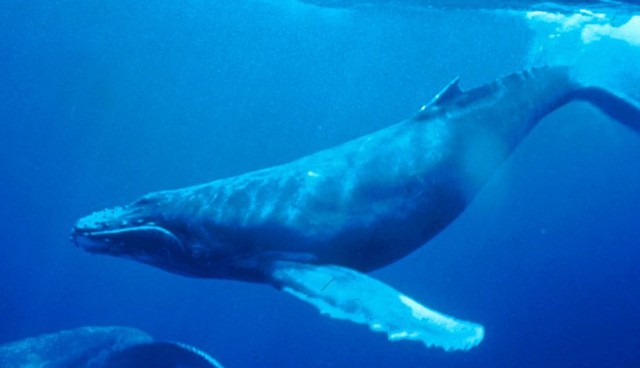 Phương thức giao tiếp bí mật của loài cá voi lưng gù