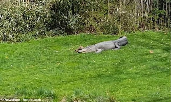 Sóc đồng cỏ liều mạng trêu chọc cá sấu đang nằm phơi nắng