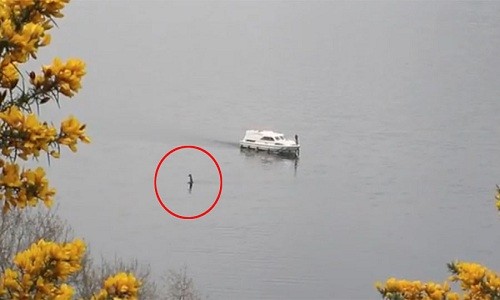 "Quái vật hồ Loch Ness" ngóc đầu bơi gần thuyền chở khách