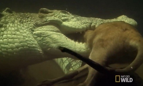 Cá sấu nước mặn khổng lồ đoạt mạng chuột túi trong nháy mắt