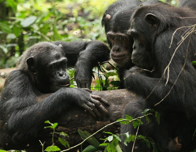 Tinh tinh Chimpanzees.