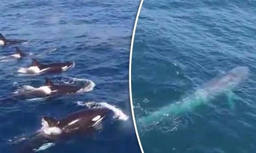 Đàn cá voi sát thủ bao vây tập kích cá voi xanh khổng lồ