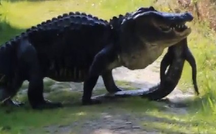 Cá sấu khổng lồ ăn thịt đồng loại ở Mỹ