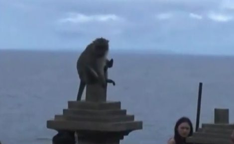 Đàn khỉ chuyên cướp giật tài sản ở đền thờ Indonesia