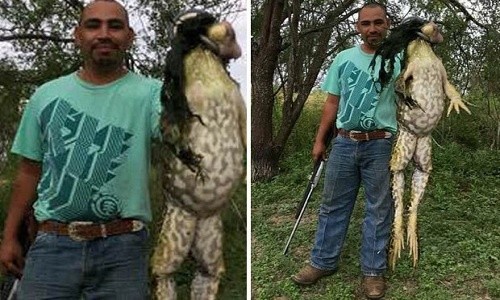 Ếch khổng lồ bị thợ săn bắn chết gây tranh cãi