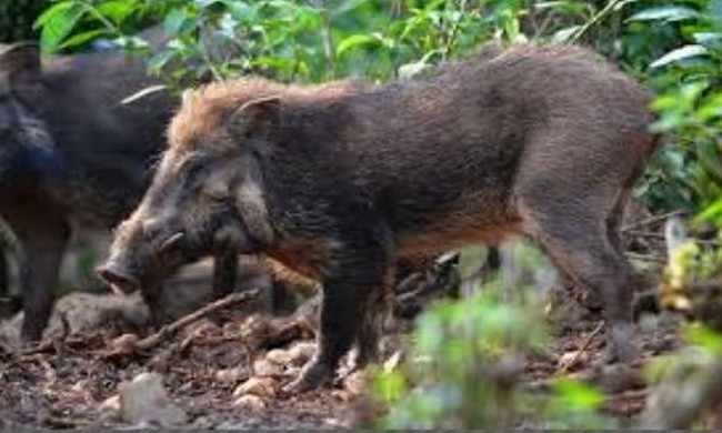 Lợn xấu nhất thế giới nằm trên đảo Java