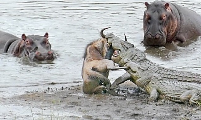 Đàn hà mã cứu linh dương đầu bò thoát hàm cá sấu
