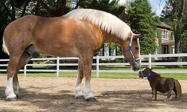 Ngựa cao nhất và ngựa lùn nhất thế giới 
