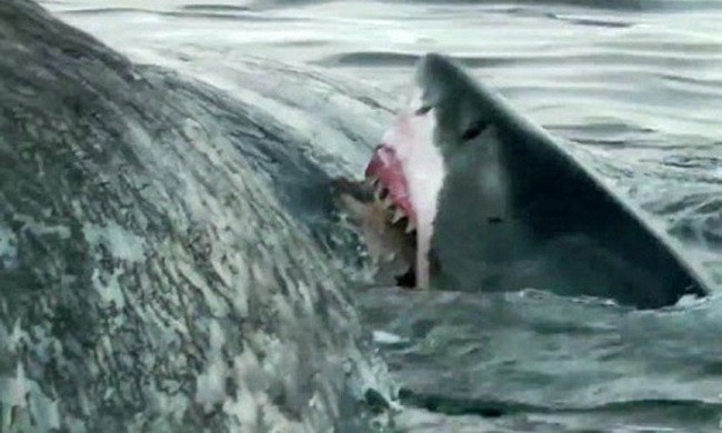 Đàn cá mập hổ bao vây xé xác cá voi