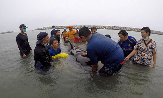 Cá voi chết do nuốt hơn 80 túi nylon ở Thái Lan 
