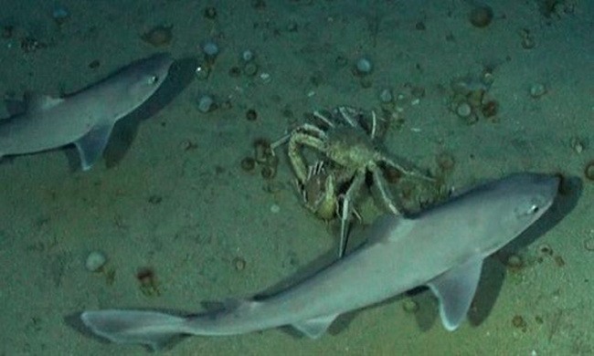 Đôi cua phải bỏ dở cuộc giao phối vì đàn cá mập quấy rầy