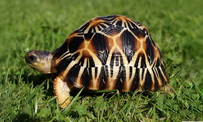 Loài rùa đẹp nhất thế giới có nguy cơ tuyệt chủng trong 20 năm tới 
