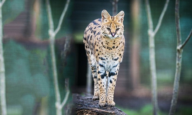 Loài mèo chạy nhanh chỉ sau báo cheetah 