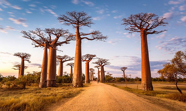Các cây bao báp nghìn năm tuổi ở Châu Phi đột ngột chết hàng loạt