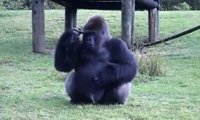 Khỉ đột dùng ký hiệu giao tiếp với người 