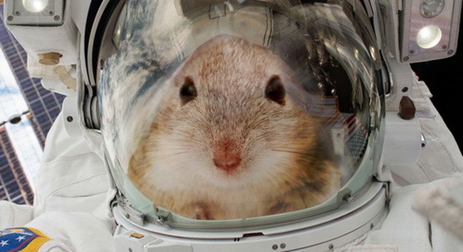 Mỹ đưa 20 chú chuột lên Trạm không gian quốc tế
