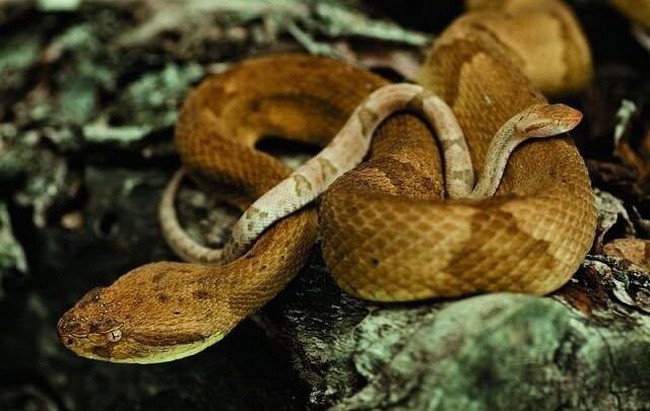 Hang ổ chứa tới 20.000 con rắn độc