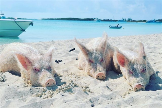 Địa điểm được mệnh danh là "đảo lợn" ở Bahamas 