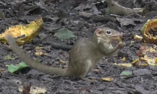 Chuột chù cây có sở thích ăn cay giống người 