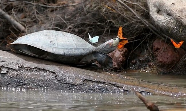 Đàn bướm trên sông Amazon uống nước mắt rùa