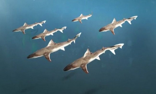 6 con cá mập đực bất ngờ mang thai 