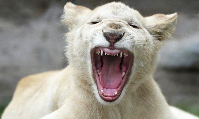 Sư tử ở Peru có lông màu trắng kì lạ