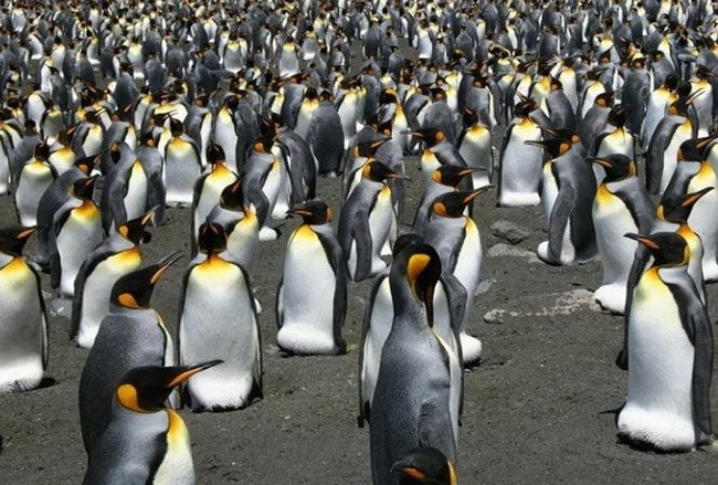 1,8 triệu con chim cánh cụt vua "bốc hơi" bí ẩn ở Pháp