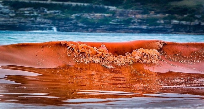 Thủy triều đỏ giết chết hàng nghìn sinh vật biển