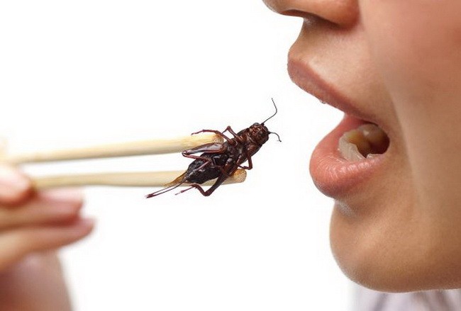 Ăn côn trùng có lợi cho đường ruột