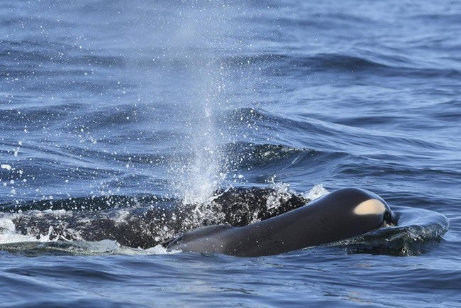 Cá voi sát thủ mẹ đau buồn mang xác con qua đại dương suốt 16 ngày