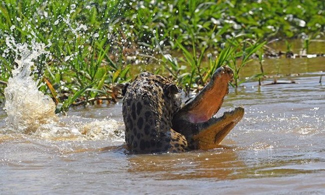 Cuộc tử chiến giữa cá sấu caiman và báo đốm