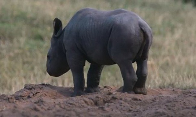 Khoảnh khắc đáng yêu của chú tê giác mới sinh chơi đùa trong vườn thú