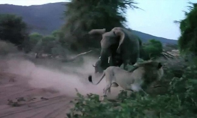 Tấn công voi con, sư tử bị voi mẹ đuổi chạy thục mạng