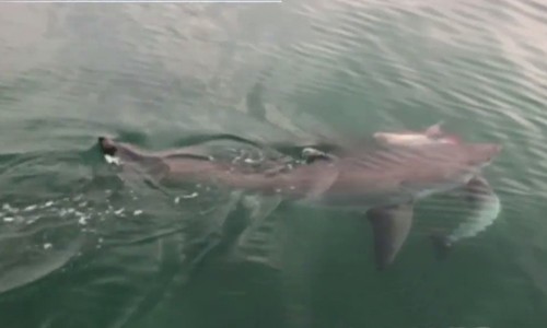 Cá mập trắng giao chiến để cướp xác cá heo 