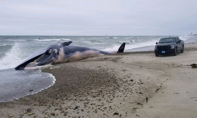 Cá voi vây dài gần 16 mét dạt vào bờ biển