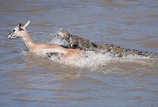Cá sấu truy sát linh dương Impala dưới nước