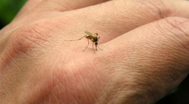 Tại sao người này bị muỗi cắn nhiều hơn người kia?