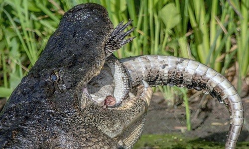 Cá sấu mõm ngắn giết chết đồng loại để ăn thịt 